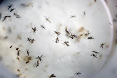 Zika, primo caso a Bologna: attivata la procedura di sorveglianza