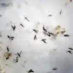 Zika, primo caso a Bologna: attivata la procedura di sorveglianza