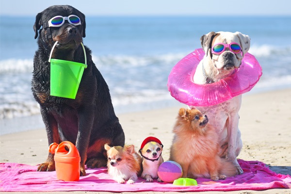 Viaggiare con il cane ai tempi del Covid-19