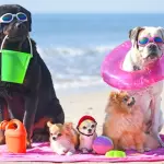 Viaggiare con il cane ai tempi del Covid-19