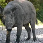 Ripi, è allarme cinghiali, troppi danni al territorio