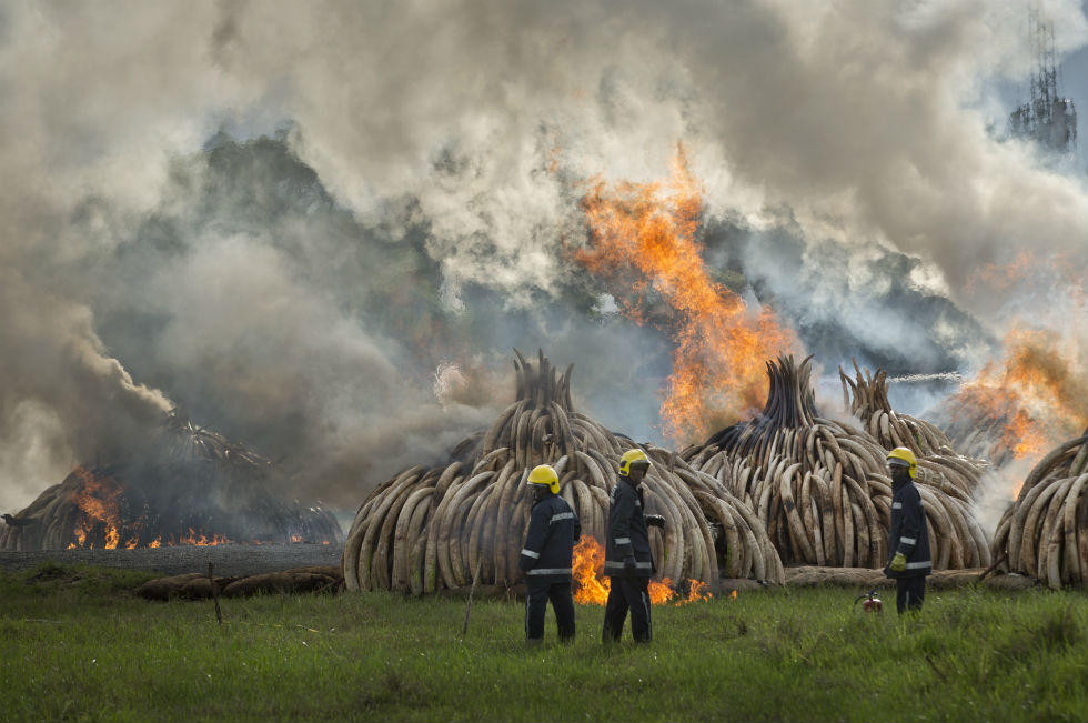 Kenya, al rogo 100 tonellate d'avorio sottratte ai bracconieri