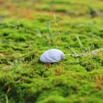 La terra è più verde, ma non è un buon segno