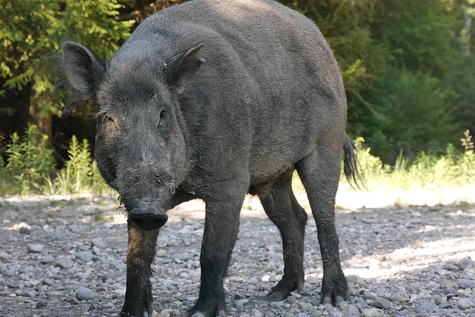 Ripi, è allarme cinghiali, troppi danni al territorio